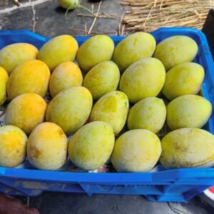 গৌরমতি আম (২২ কেজি) মূল্য: ৩,০০০ টাকা