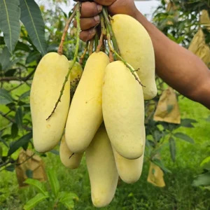 কলা আম (১১ কেজি) মূল্য: ১,৭০০ টাকা
